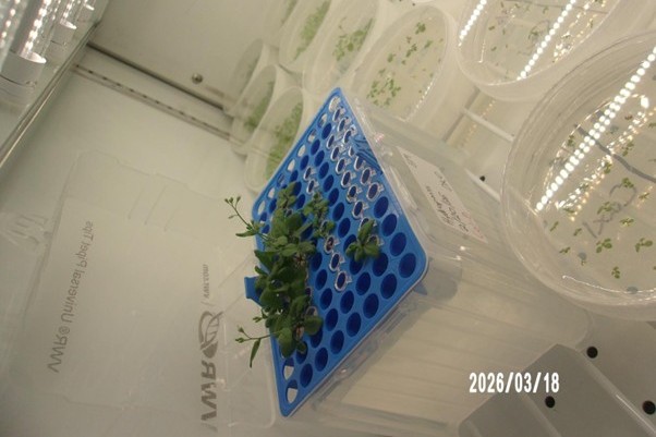 Hirschi Lab 17