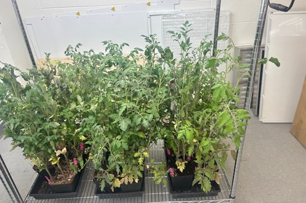 Hirschi Lab 21
