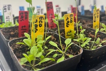 Hirschi Lab 7